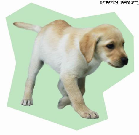 Nintendogs